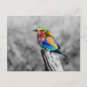 Rainbow Bird Postcard