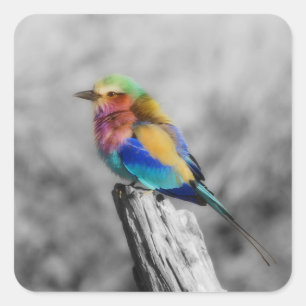 Rainbow Bird Square Sticker