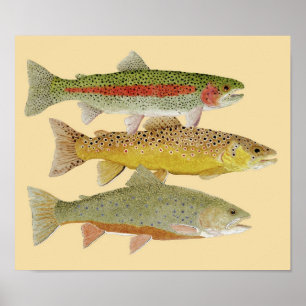 Rainbow,Brown & Brook Trout on Colourful backgroun Poster