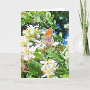 Rainbow Butterfly on Serviceberry Greeting Card