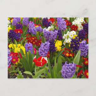 Rainbow Collection Postcard
