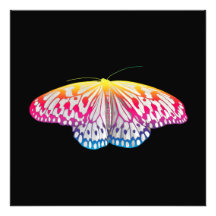 Rainbow-Coloured Butterfly 