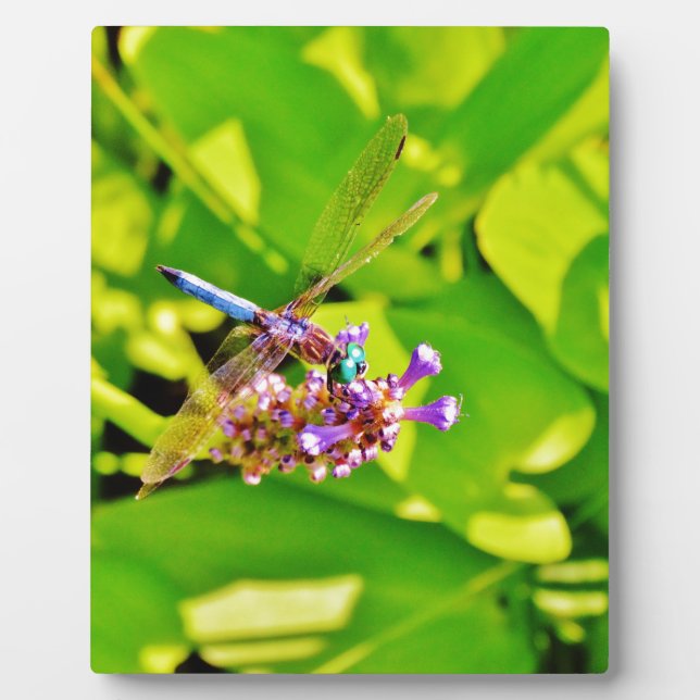 Rainbow coloured Dragonfly  on a purple pink flowe Plaque (Front)