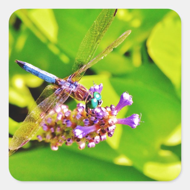 Rainbow coloured Dragonfly  on a purple pink flowe Square Sticker (Front)