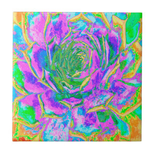 Rainbow Colours Fiesta Succulent Sedum Rosette Tile