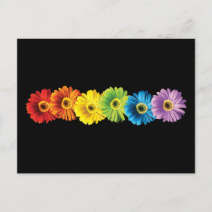 Rainbow Daisies Postcard