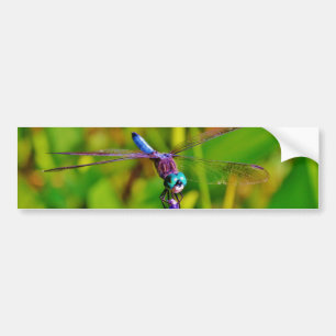 Rainbow Dragonfly and flower Bumper Sticker