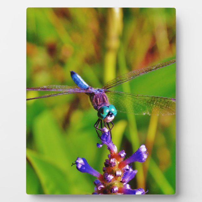 Rainbow Dragonfly and flower Plaque (Front)