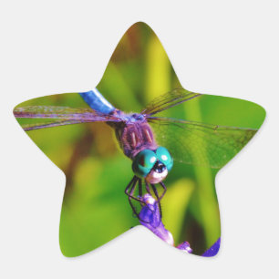 Rainbow Dragonfly and flower Star Sticker