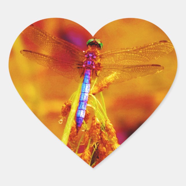 Rainbow Dragonfly on amber and fuschia Heart Sticker (Front)