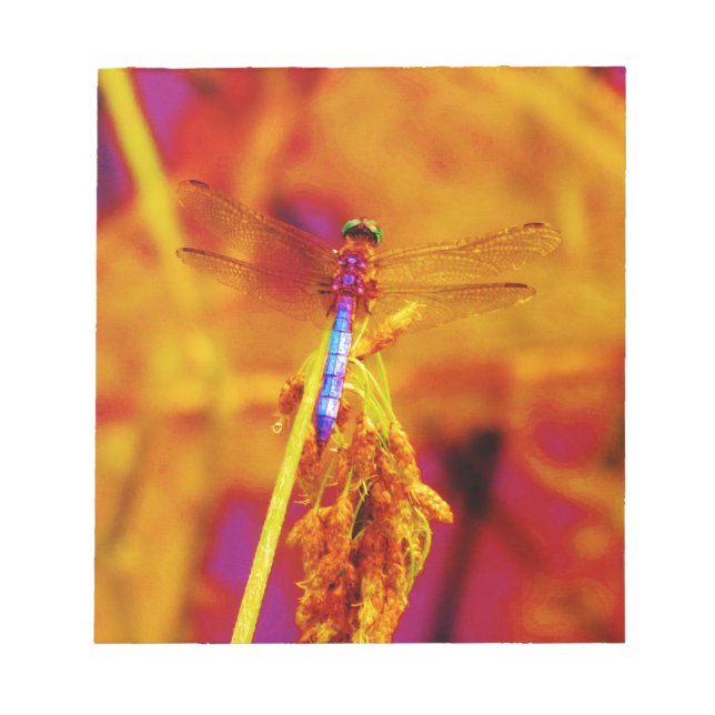 Rainbow Dragonfly on amber and fuschia Notepad (Front)