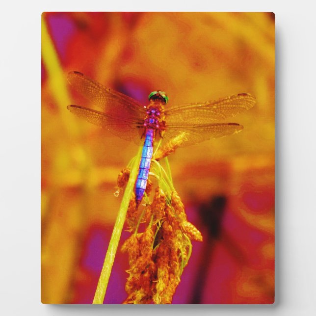 Rainbow Dragonfly on amber and fuschia Plaque (Front)