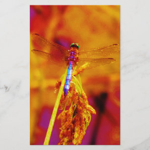 Rainbow Dragonfly on amber and fuschia Stationery
