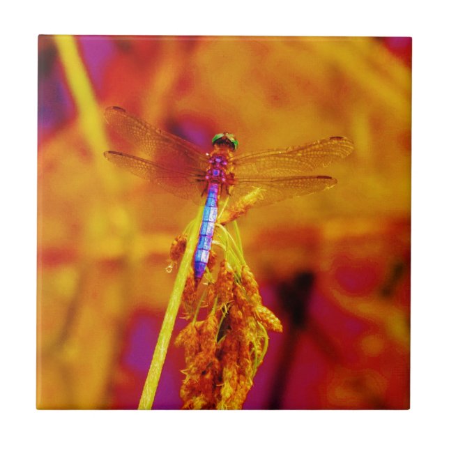 Rainbow Dragonfly on amber and fuschia Tile (Front)