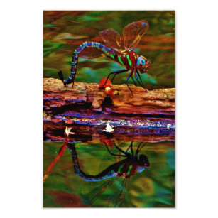 Rainbow Dragonfly, Teal & purple Dragonfly Photo Print