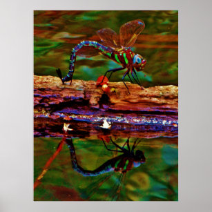 Rainbow Dragonfly, Teal & purple Dragonfly Poster