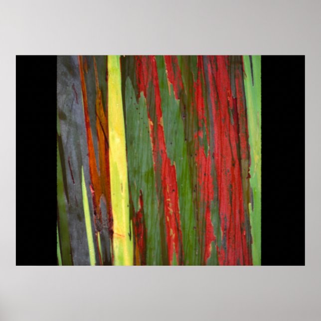 Rainbow Eucalyptus-1 Poster (Front)