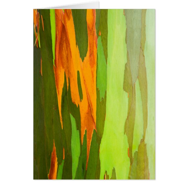 Rainbow Eucalyptus bark, Hawaii (Front)