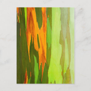 Rainbow Eucalyptus bark, Hawaii Postcard