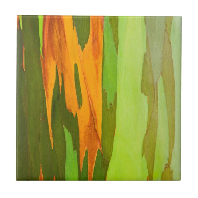 Rainbow Eucalyptus bark, Hawaii Tile (Front)