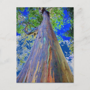Rainbow Eucalyptus Postcard