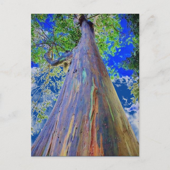 Rainbow Eucalyptus Postcard (Front)