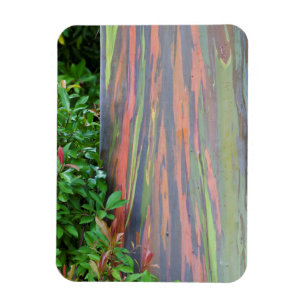 Rainbow Eucalyptus Tree Magnet