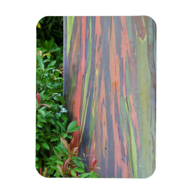 Rainbow Eucalyptus Tree Magnet (Vertical)