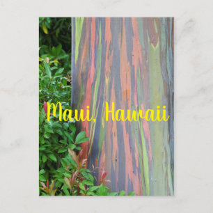 Rainbow Eucalyptus Tree Maui, Hawaii Postcard