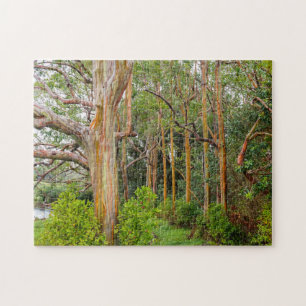 Rainbow Eucalyptus Trees. Maui, Hawaii. Jigsaw Puzzle