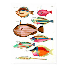 Rainbow Fish and Friends