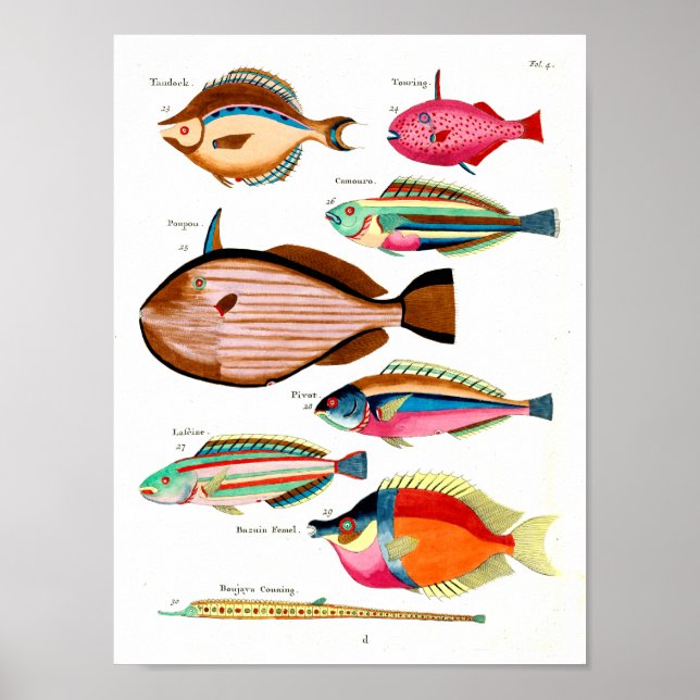 Rainbow Fish and Friends Poster (Front)