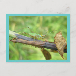 Rainbow Grasshopper Postcard