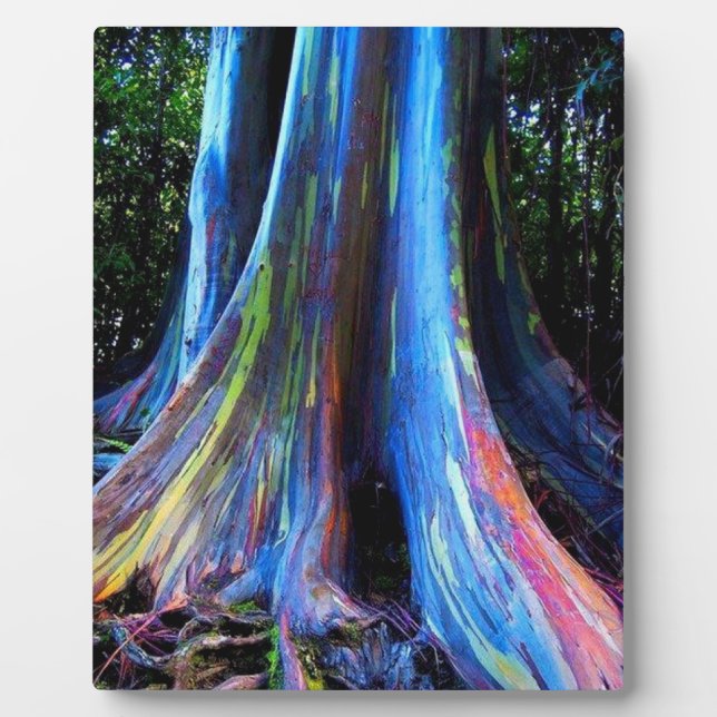 RAINBOW HAWAII EUCALYPTUS TREE  PLAQUE (Front)