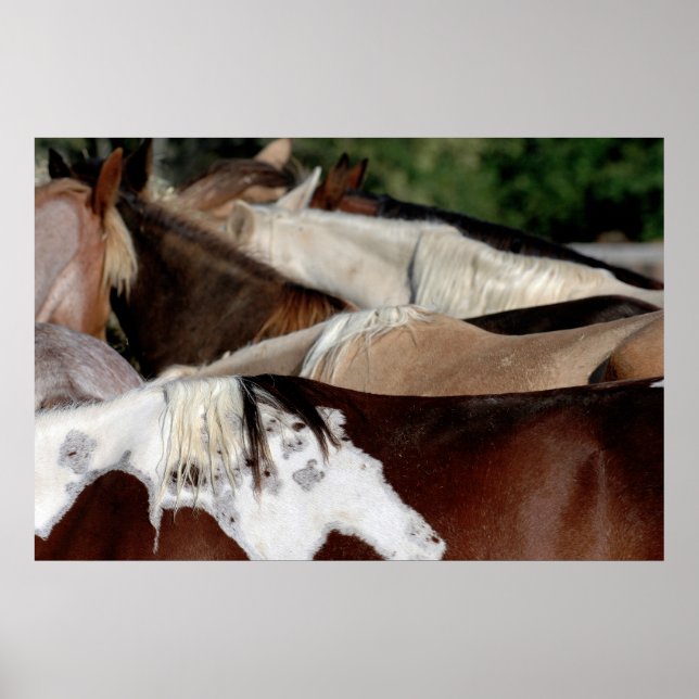 Rainbow Horses Poster (Front)