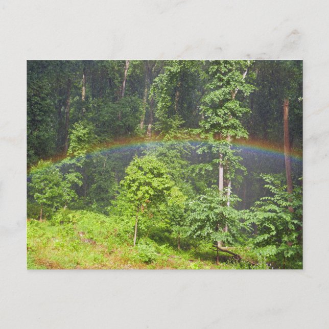 Rainbow in the Forest Postcard (Front)