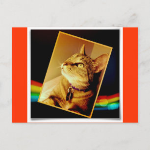 Rainbow Indigo Postcard