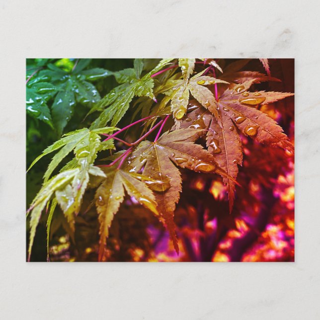 Rainbow Japanese Maple Leaves Postcard (Front)