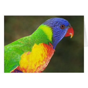 Rainbow Lorikeet