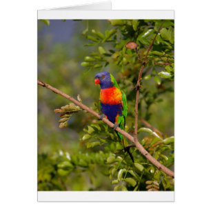 Rainbow lorikeet