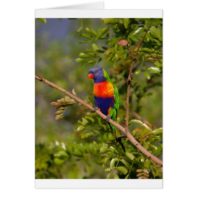 Rainbow lorikeet (Front)