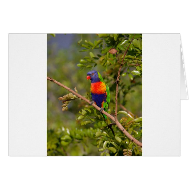 Rainbow lorikeet (Front Horizontal)