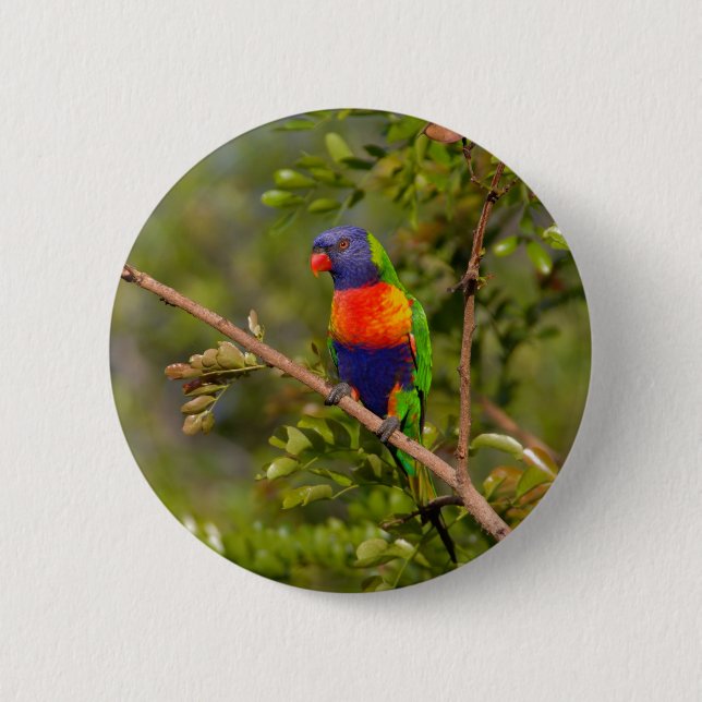 Rainbow lorikeet 6 cm round badge (Front)