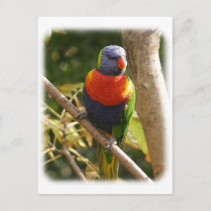 Rainbow Lorikeet 9Y209D-061 Postcard