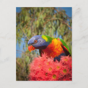 Rainbow Lorikeet, Australia Postcard