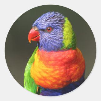 Rainbow Lorikeet Classic Round Sticker