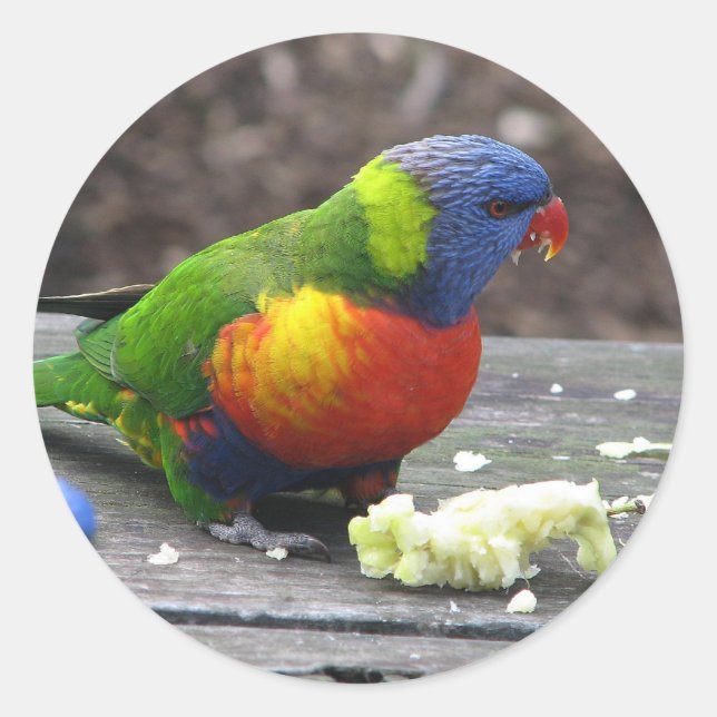 Rainbow Lorikeet Classic Round Sticker (Front)
