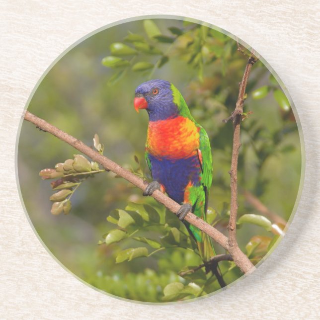 Rainbow lorikeet coaster (Front)