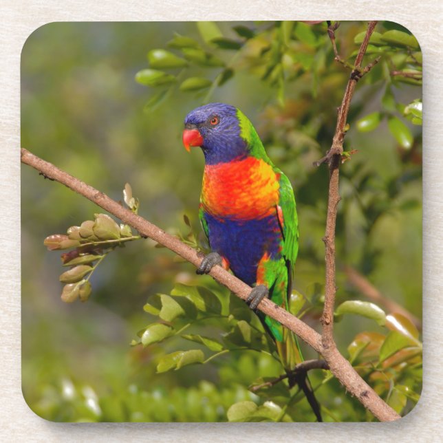 Rainbow lorikeet coaster (Front)