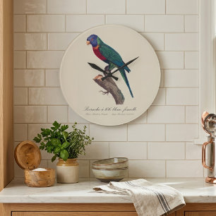 Rainbow lorikeet female, Trichoglossus moluccanus Large Clock
